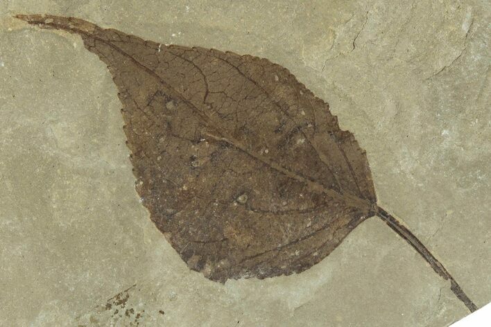 Detailed Fossil Leaf (Populus) - Green River Formation, Utah #323398